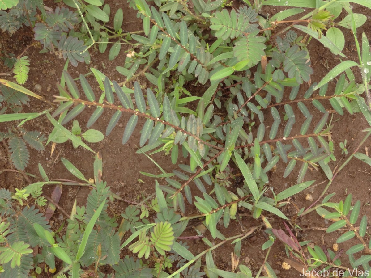 Phyllanthus virgatus G.Forst.